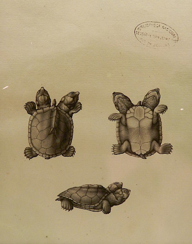 Dibujo de una tortuga realizado por José Joaquim Codina o Joaquim José Friere durante la expedición del naturalista Alexandre Rodrigues Ferreira al Amazonas.